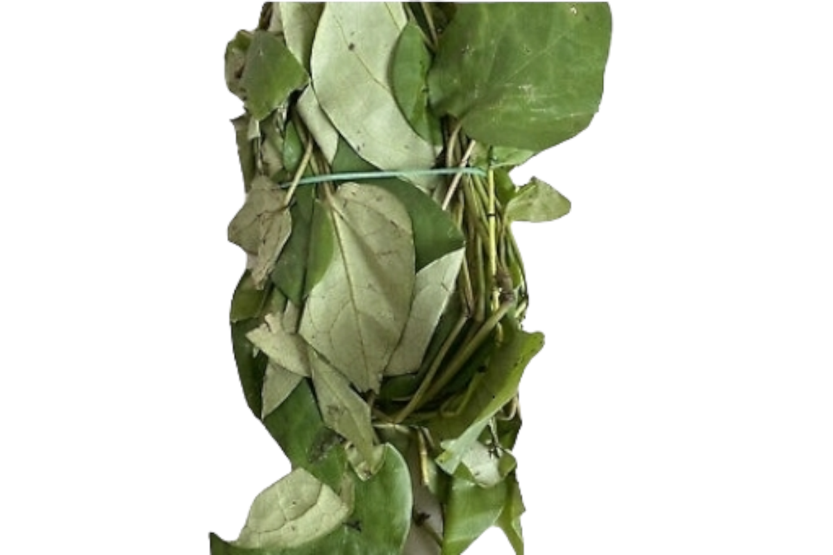 FRESH UZIZA LEAVES