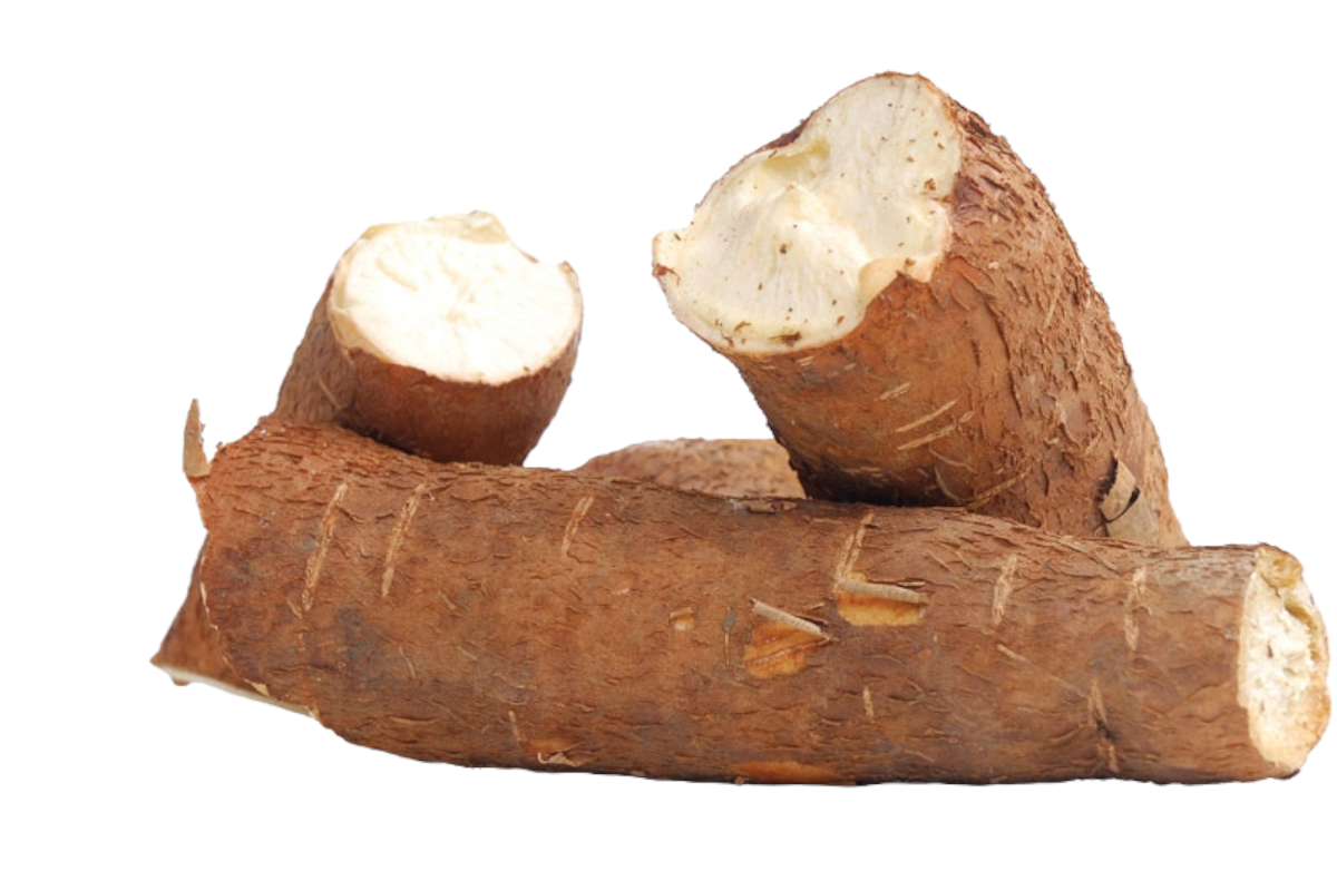 FRESH CASSAVA FRUIT