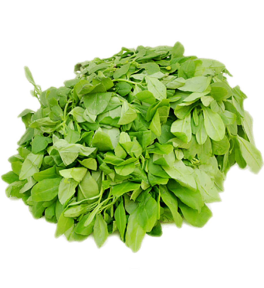 FRESH WATER LEAVES