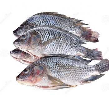 TILAPIA WHOLE FISH